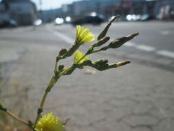 Image of prickly lettuce