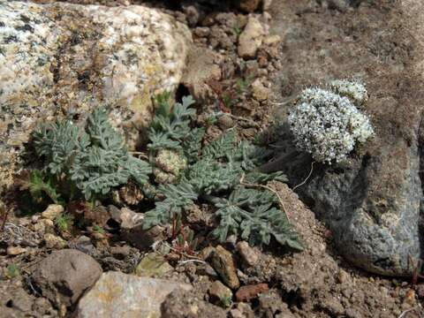 Image of Nevada biscuitroot