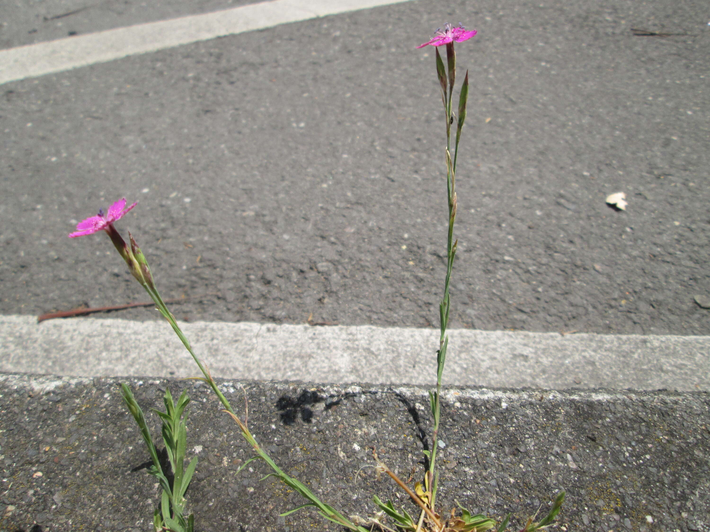 Image of maiden pink