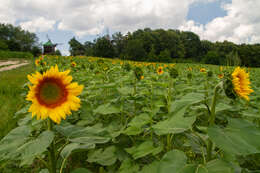 Image de tournesol