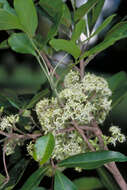 Image of Acronychia acronychioides (F. Müll.) T. G. Hartley