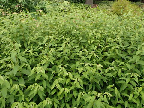 Image of slender pride of Rochester