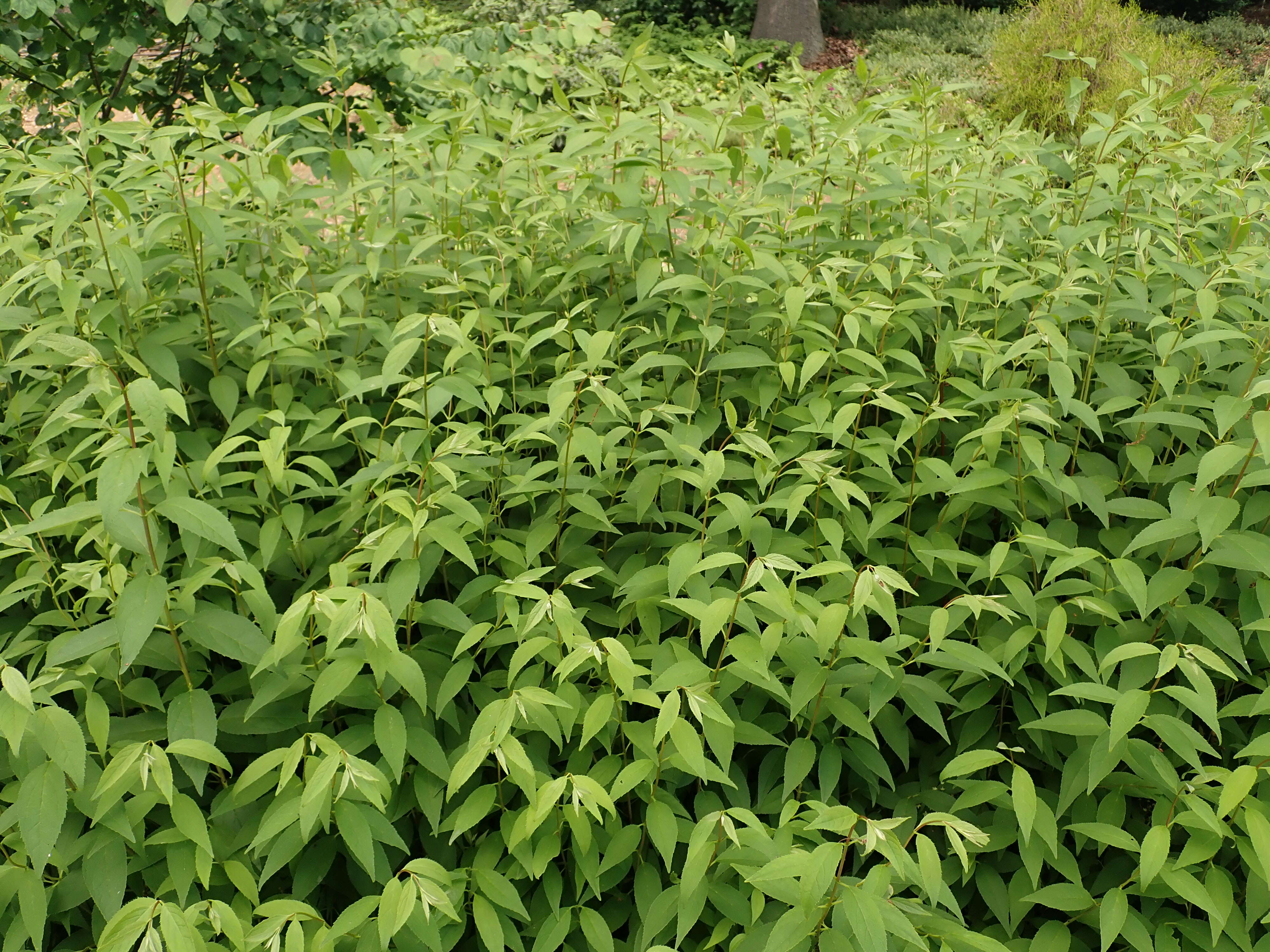 Image of slender pride of Rochester