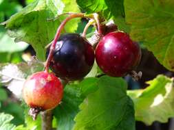 Image of Black Currant