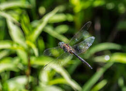 Image of Yellow-spotted Emerald