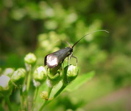 Image of Nemophora metallica