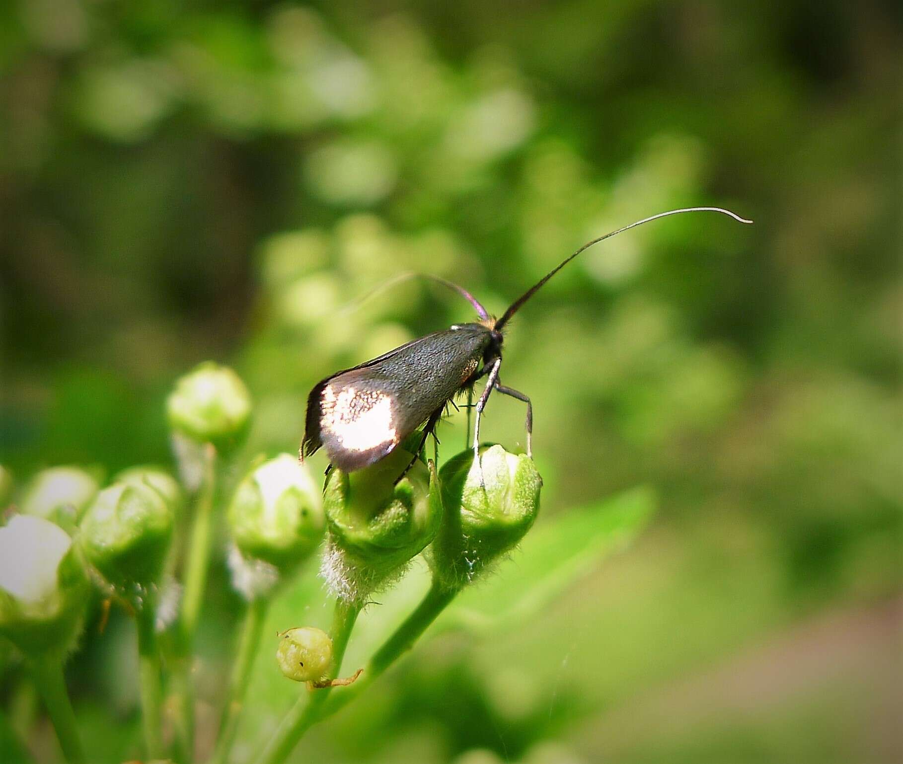 Image of Nemophora metallica