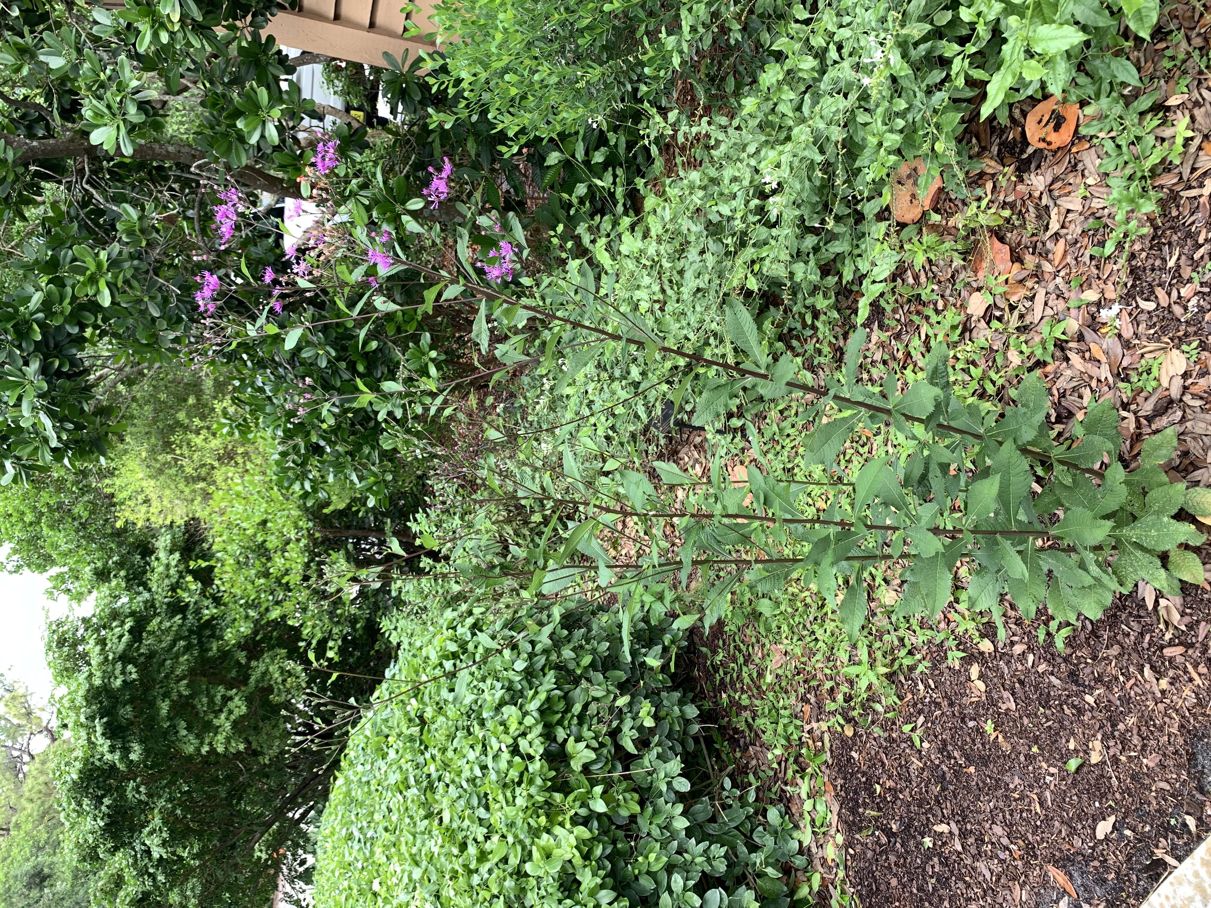 صورة Vernonia blodgettii Small