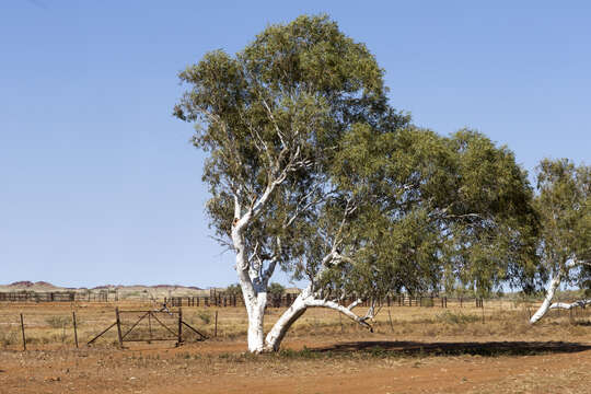 Image of scribbly gum