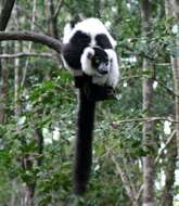 Image of Black-and-white Ruffed Lemur