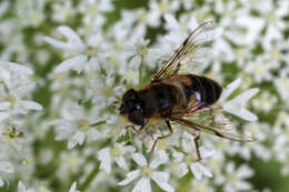 Image of Eristalis pertinax (Scopoli 1763)