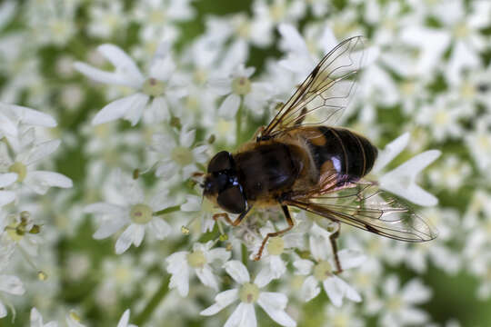 Image of Eristalis pertinax (Scopoli 1763)