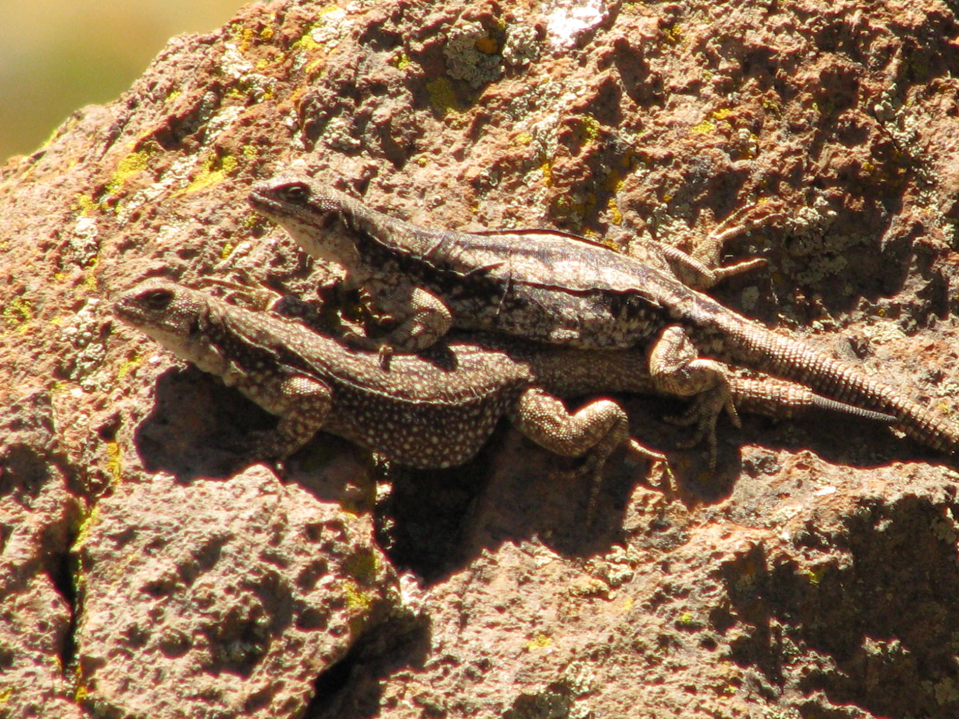 Image of Mountain lizards