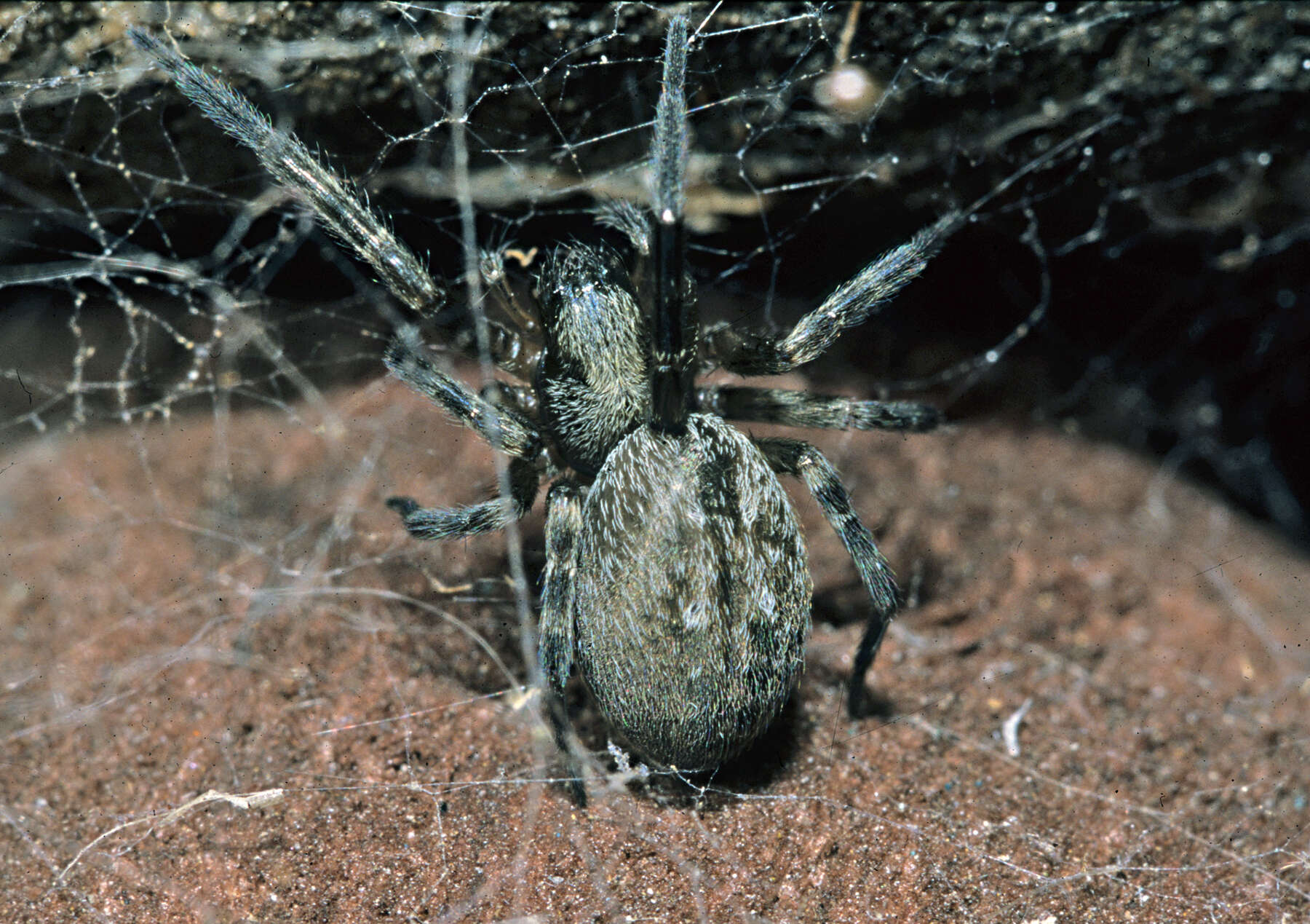 Image of Desid spider