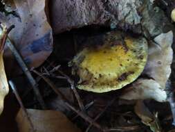 Image of Hygrophoropsis aurantiaca (Wulfen) Maire 1921