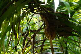 Image of Philippine tarsier