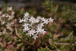 Image of White Stonecrop