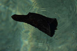 Image of banded sea hare