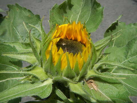 Image of common sunflower