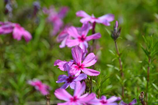 Image of moss phlox