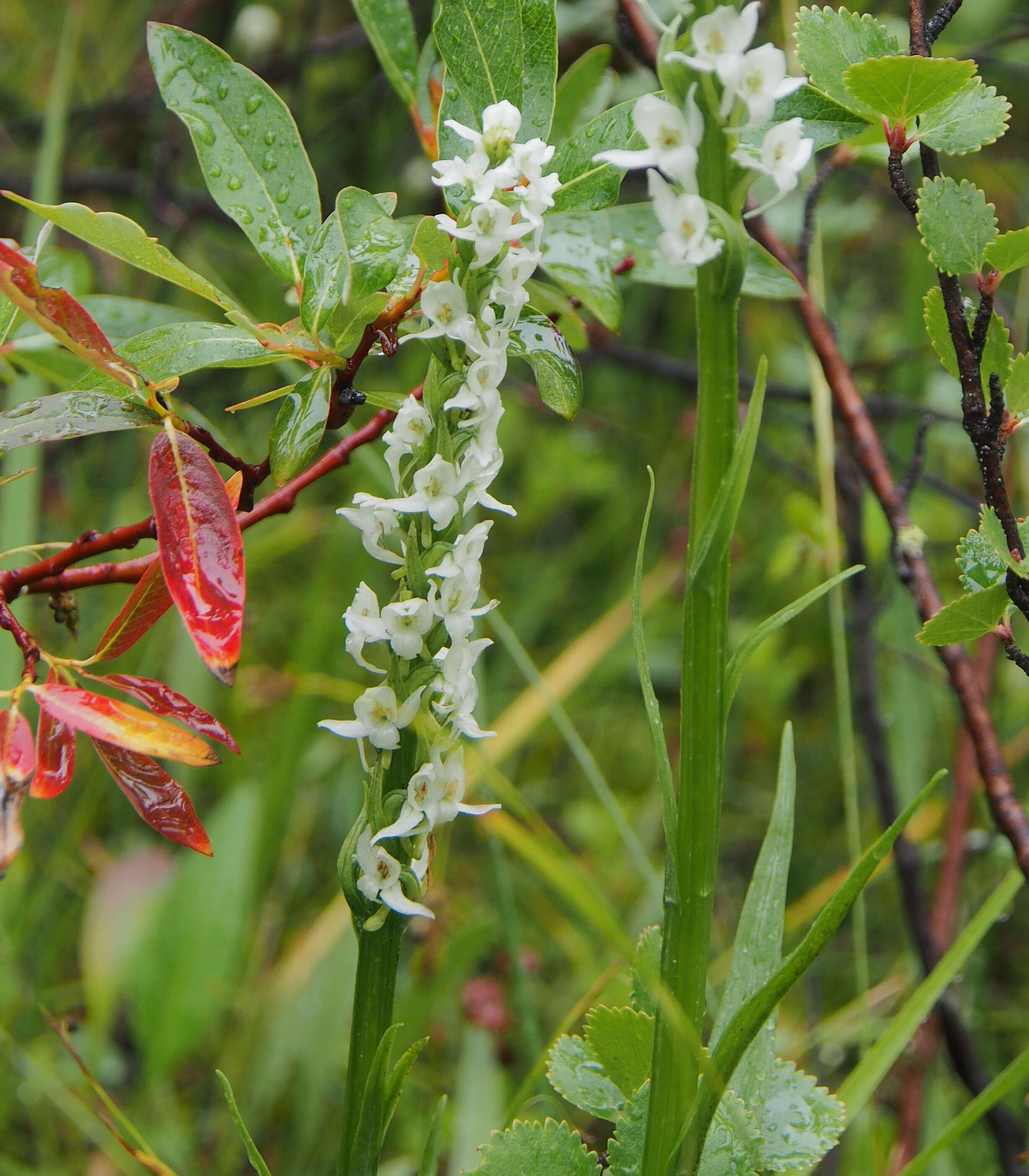 Image of Tall white bog orchid