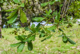 Image of netleaf oak