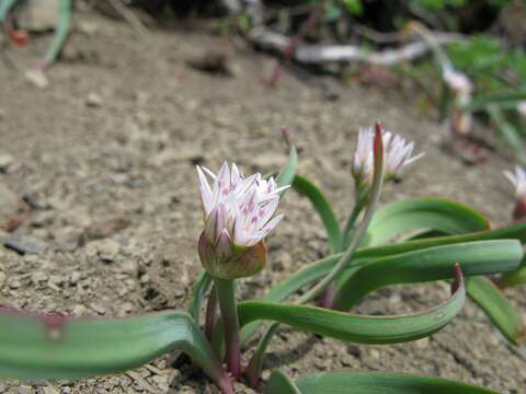 Image of lewisia