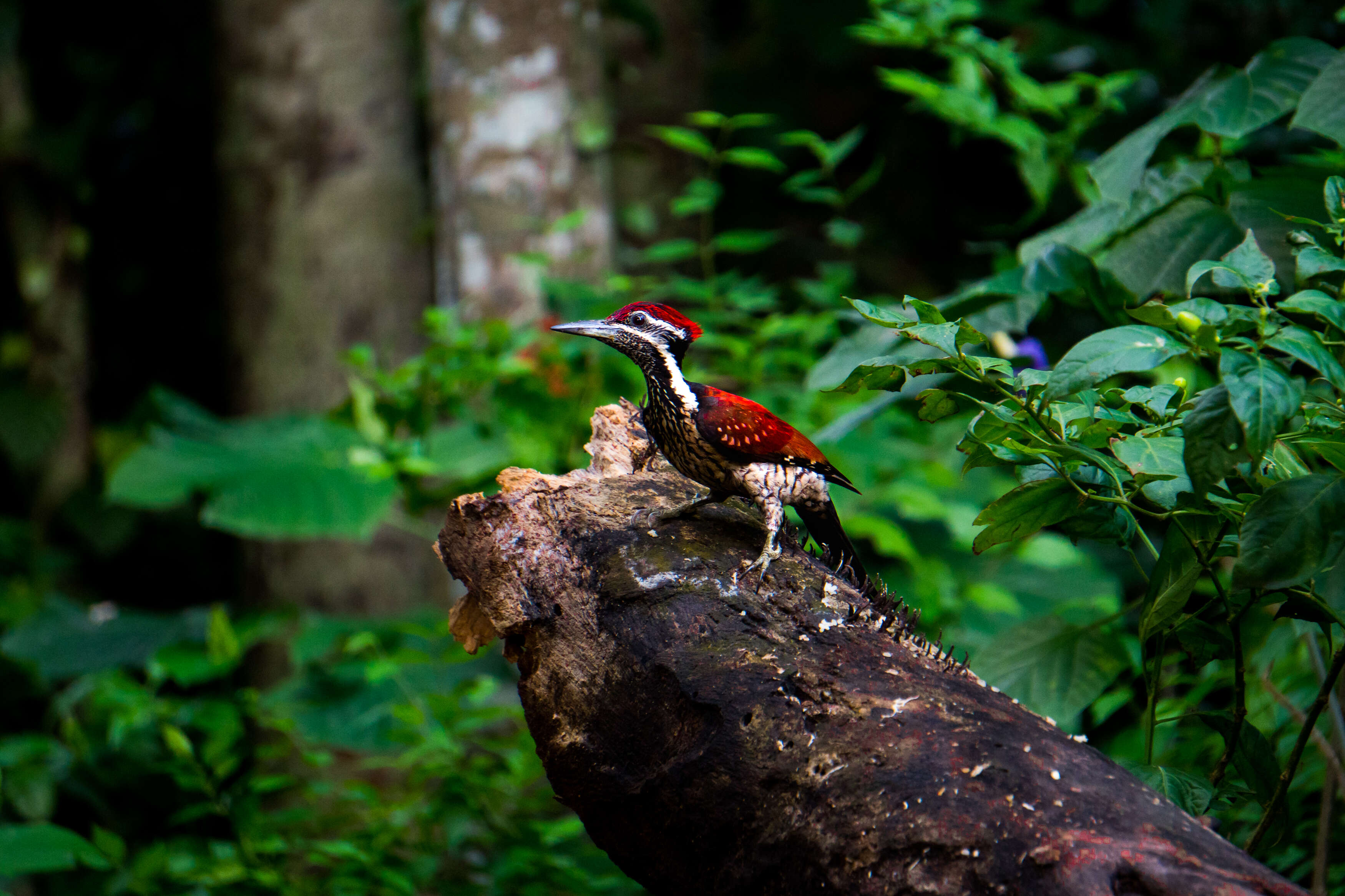 Image of Lesser Crimson-backed Flameback