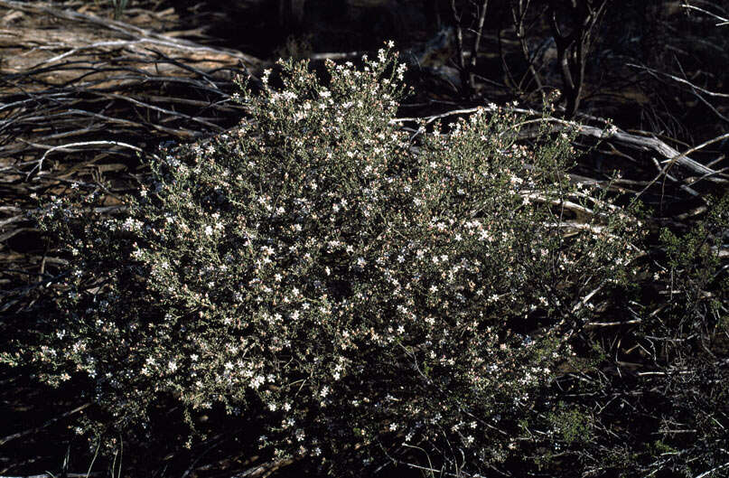 Image of Philotheca tomentella (Diels) Paul G. Wilson