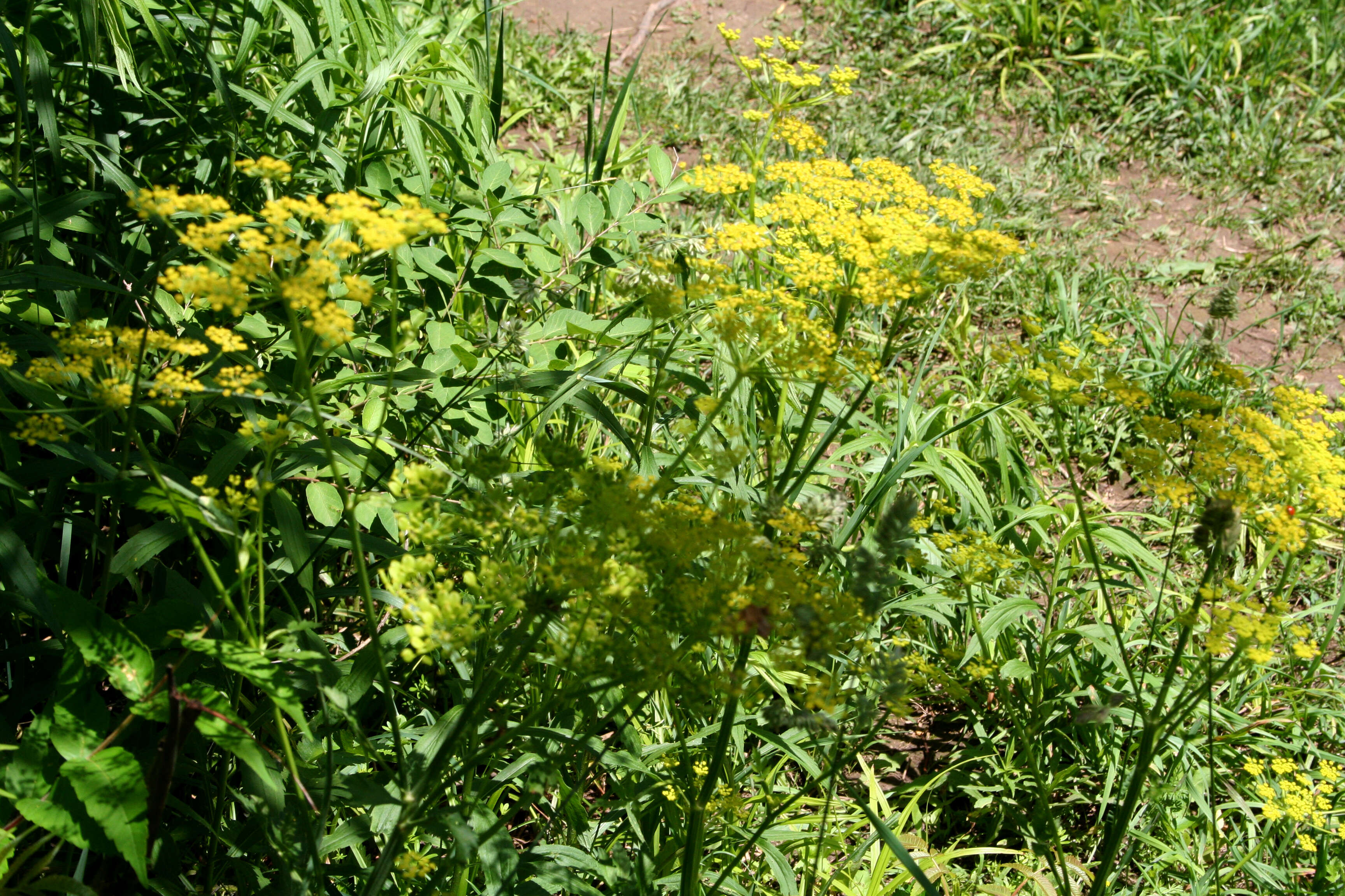 Image of wild parsnip