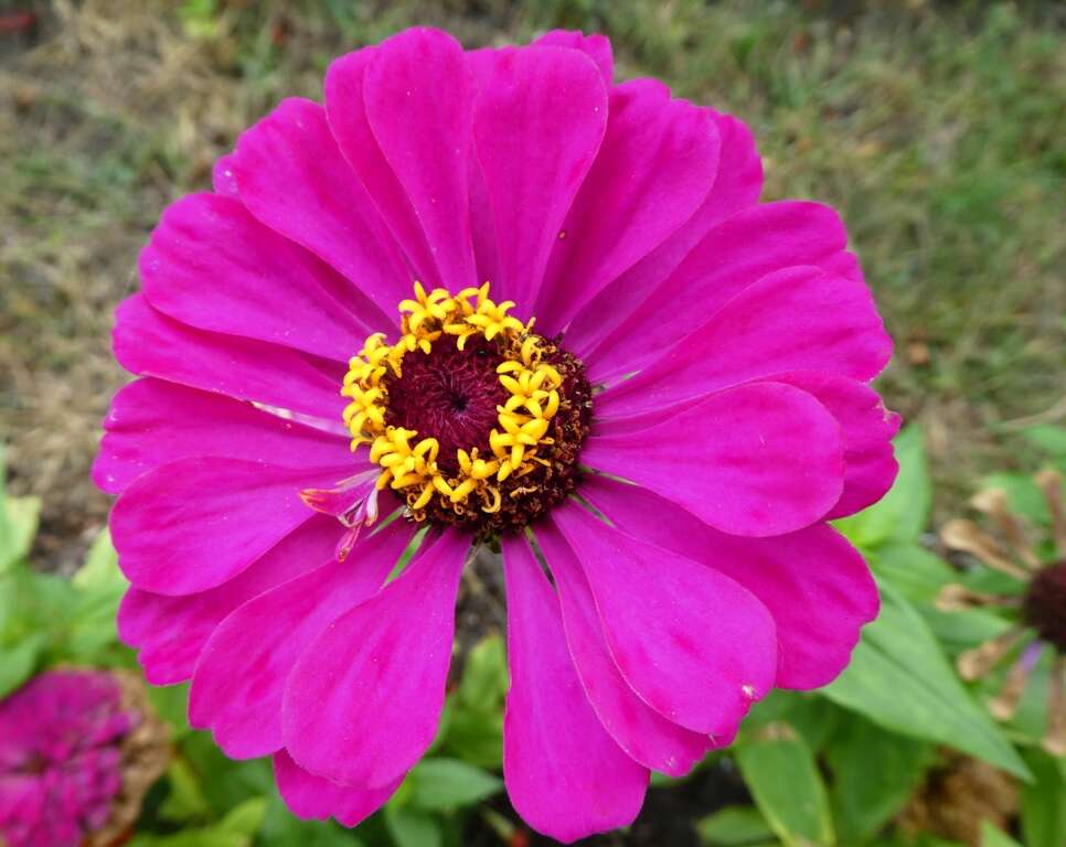 Image of ELEGANT ZINNIA