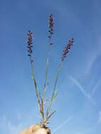 Image of stalked bur grass