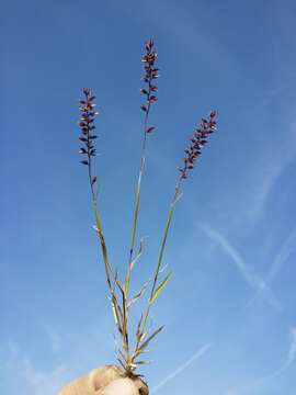 Image of stalked bur grass