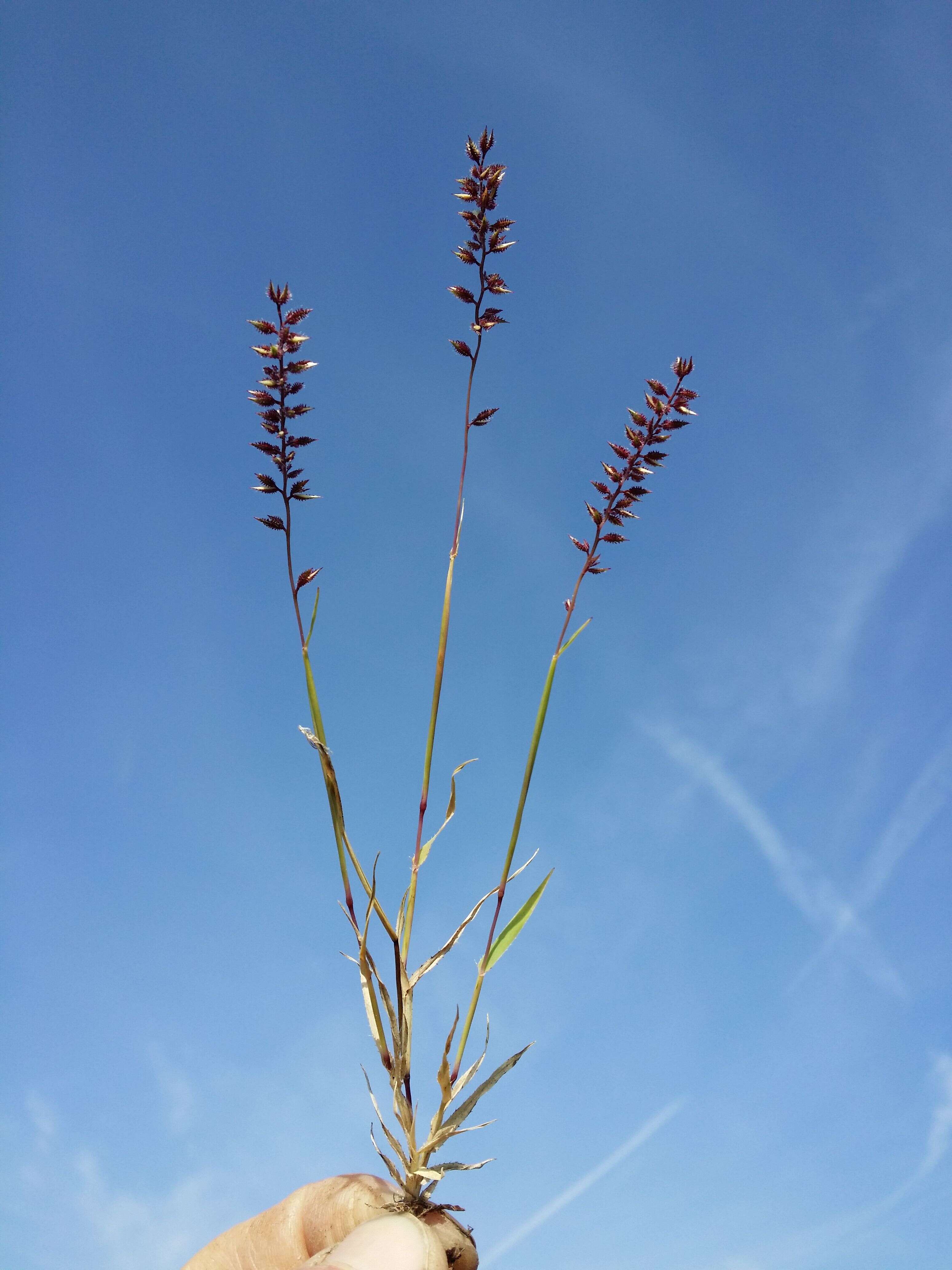 Image of stalked bur grass