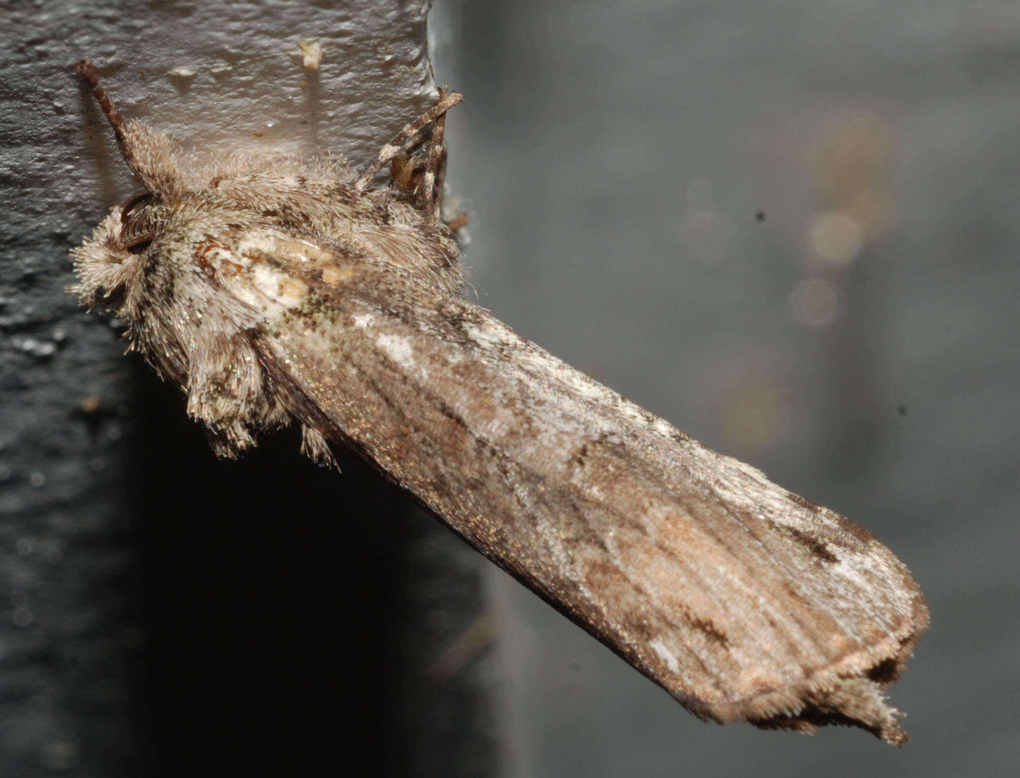 Image of Variegated Prominent, Unicorn Caterpillar Moth