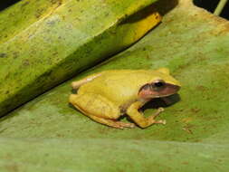 Image of Pseudophilautus amboli (Biju & Bossuyt 2009)