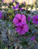 Image of Four o'Clock flower