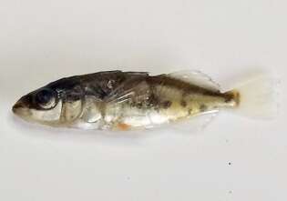 Image of Blackspotted Stickleback