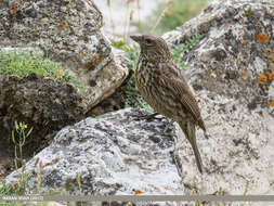 Image of Red-fronted Rosefinch