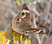 Image of Common buckeye