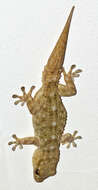 Image of American Wall Gecko