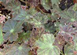 Image of starleaf begonia