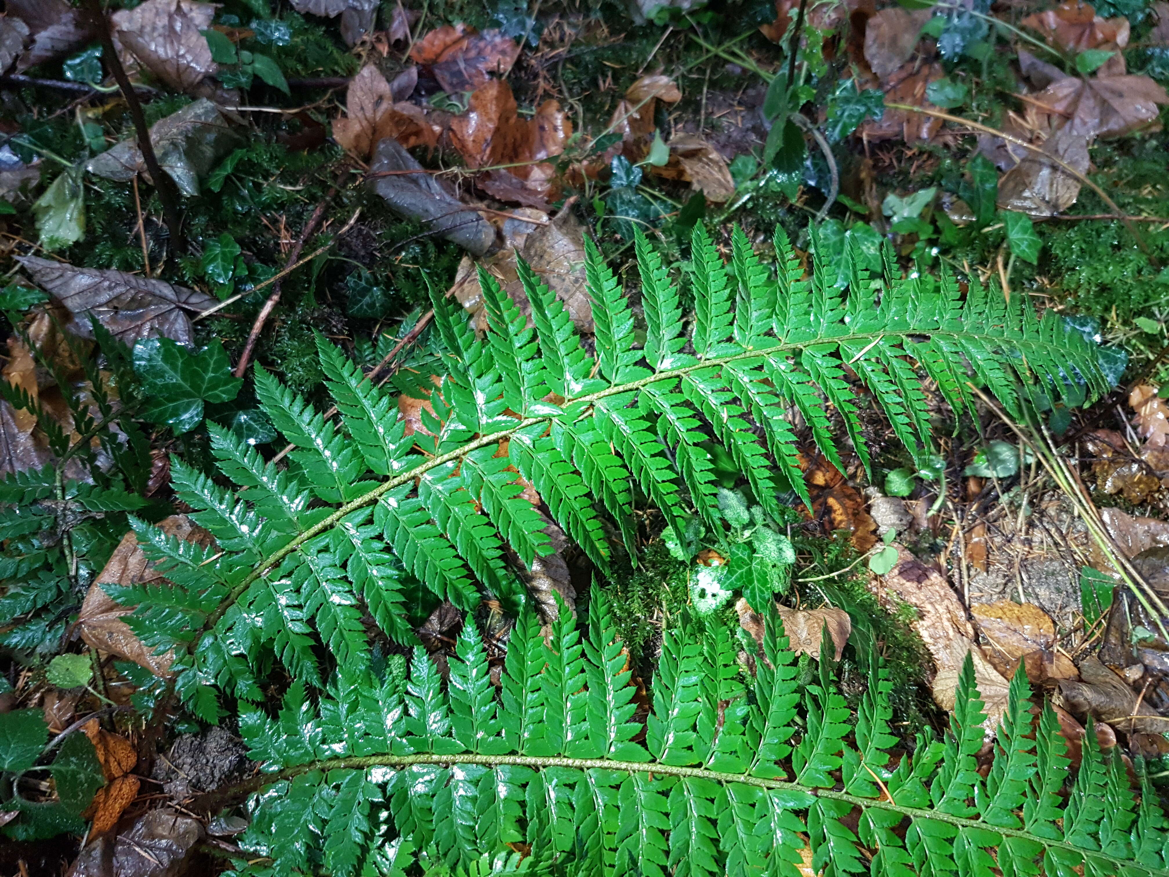 Image of hard shield-fern