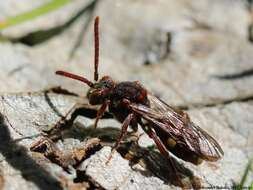 Imagem de Nomada striata Fabricius 1793