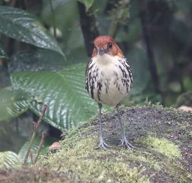 Image of Chestnut-crowned Antpitta