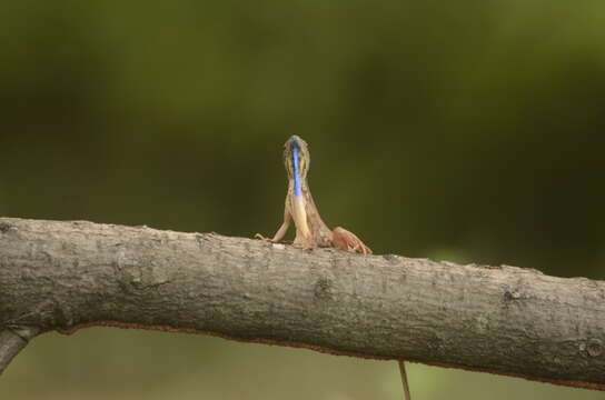 Image of Fan Throated Lizard