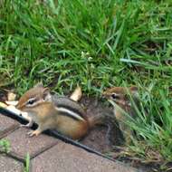 Image of Siberian Chipmunk