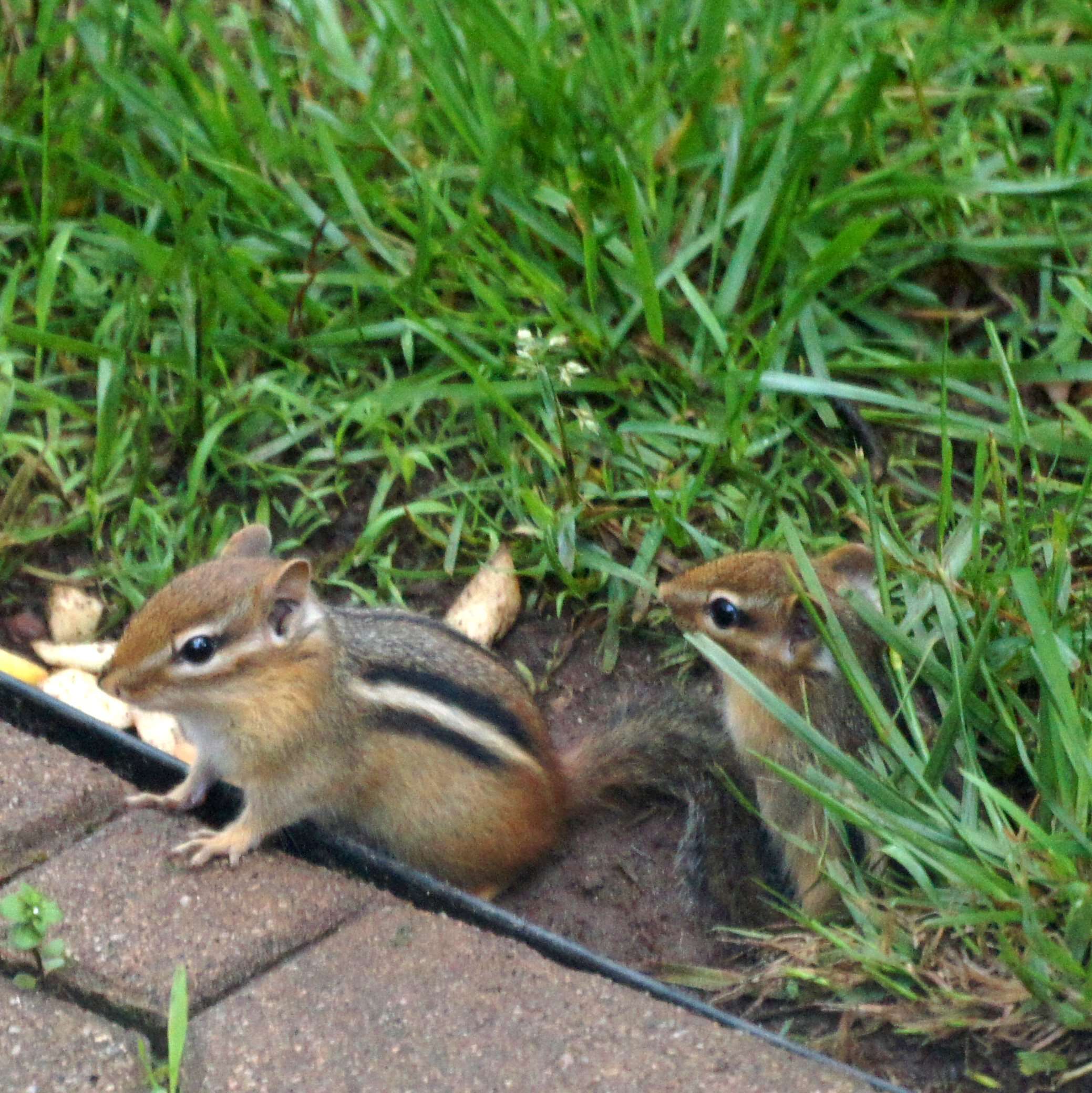 Image of Siberian Chipmunk