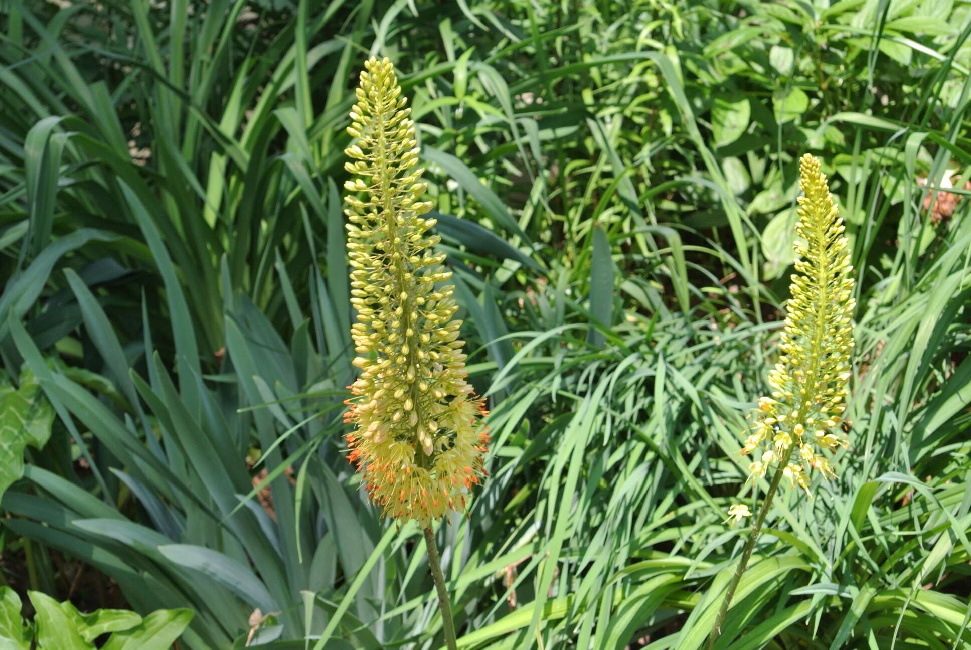 Plancia ëd Eremurus stenophyllus (Boiss. & Buhse) Baker