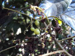 Image of Meliosma simplicifolia (Roxb.) Walp.